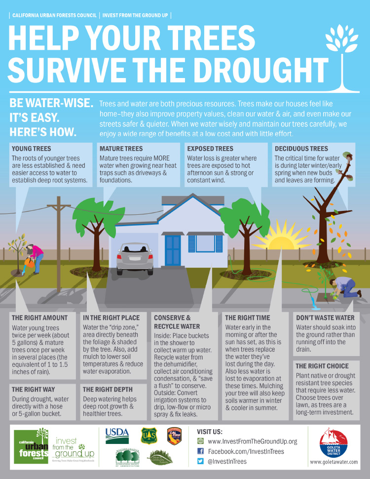 Help Your Trees Survive the Drought