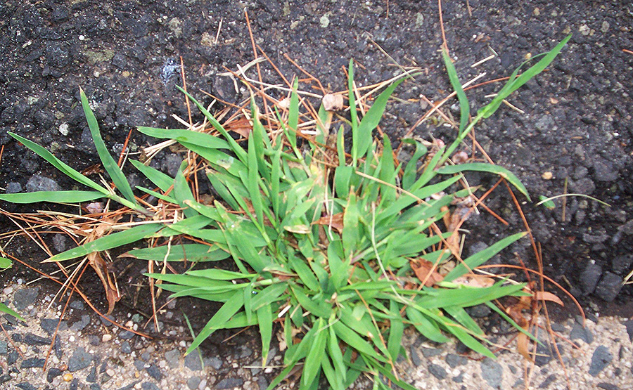 Close-up of a crab grass specimen