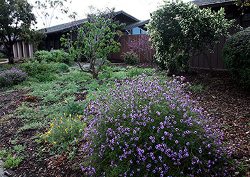Home with water-wise landscaping