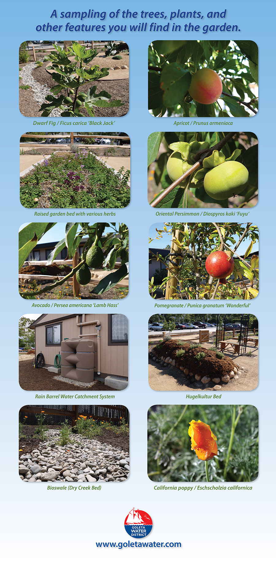 A sampling of the trees, plants, and other features you will find in the garden.