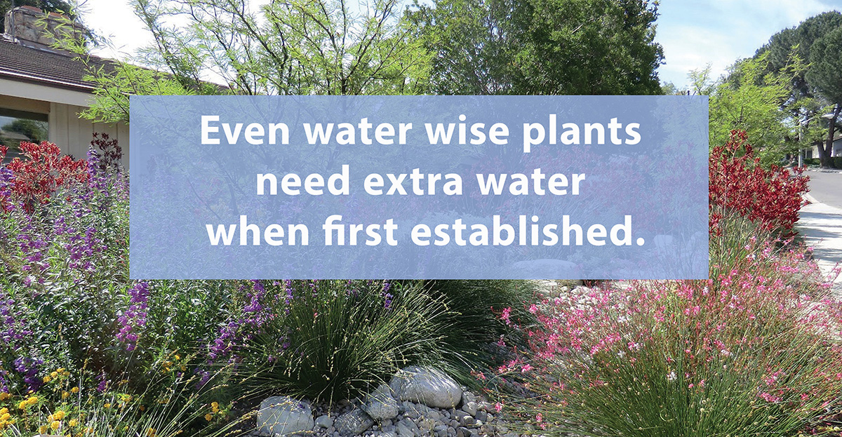 Even water wise plants need extra water when first established.