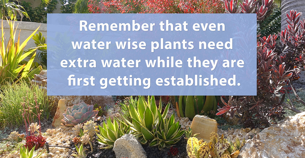 Remember that even water wise plants need extra water while they are first getting established.