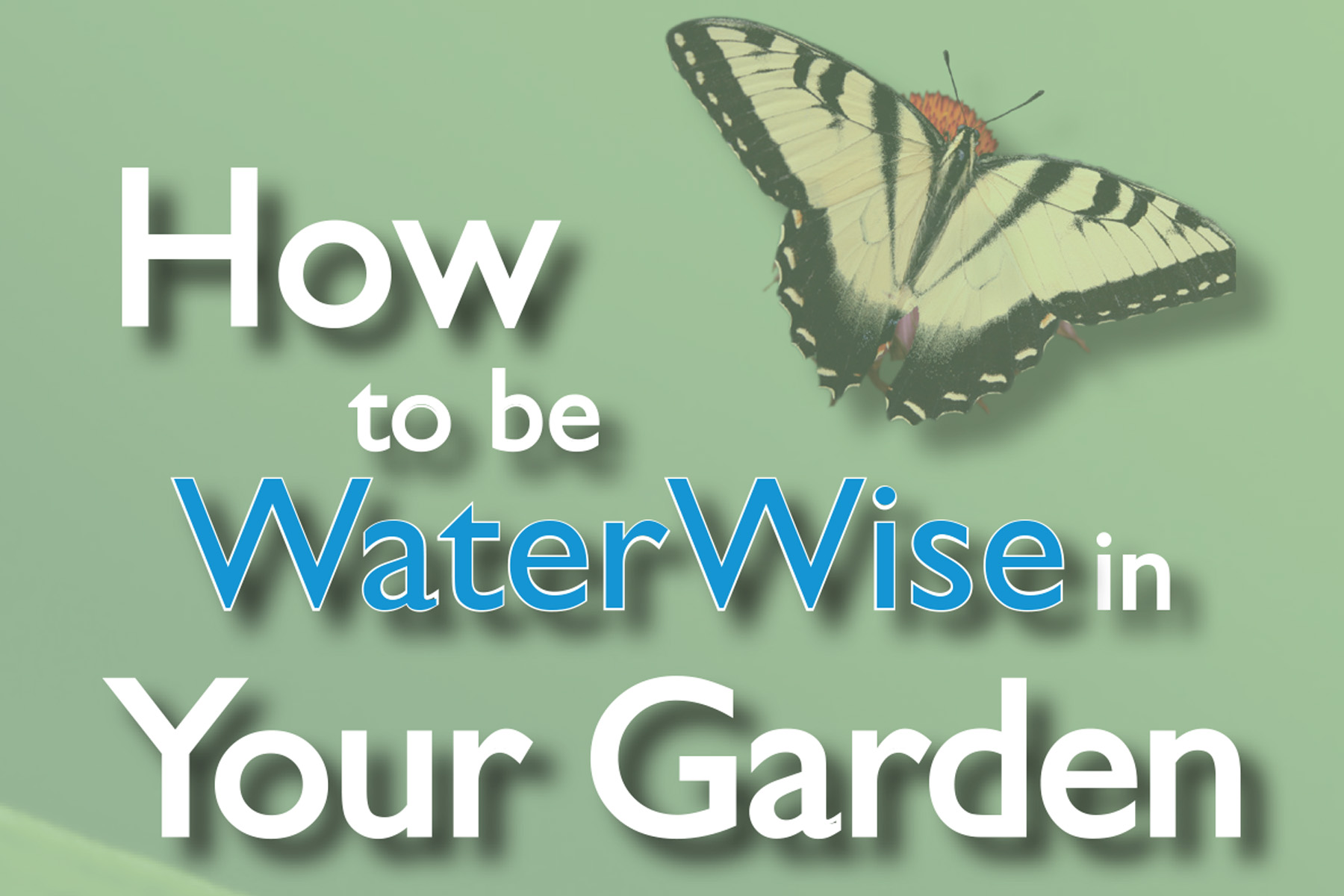 How to be WaterWise in Your Garden
