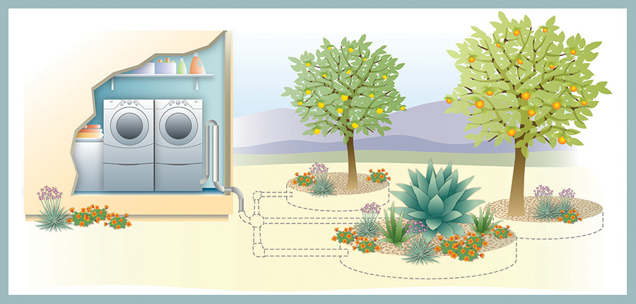 Diagram illustrating how residential graywater can irrigate plants.