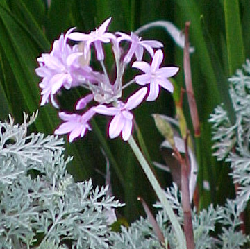 Flowering Plant
