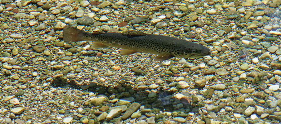 Steelhead trout swimming in clear water