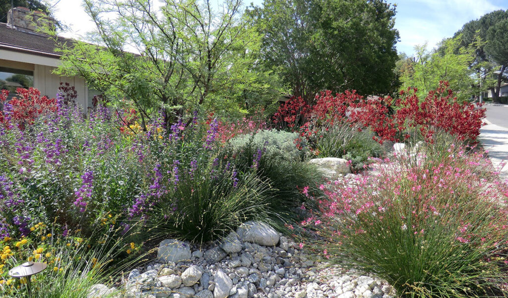 Photo of a water smart garden with white rocks and water tolerant native foilage.