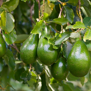 Bundle of avocados hanging from a tree