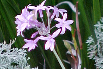Flowering plant